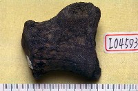 藏品(鹿角基部)的圖片